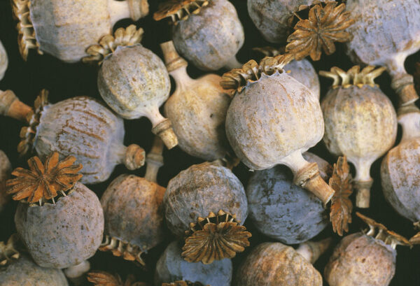 Dried Decorative Bulbs Grade A