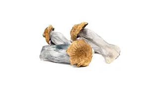 Buy Trinity Swab mushroom