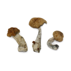 Buy Hawaiian Magic Mushrooms