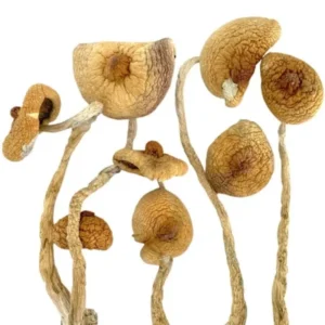 Buy Golden Teacher Magic Mushrooms