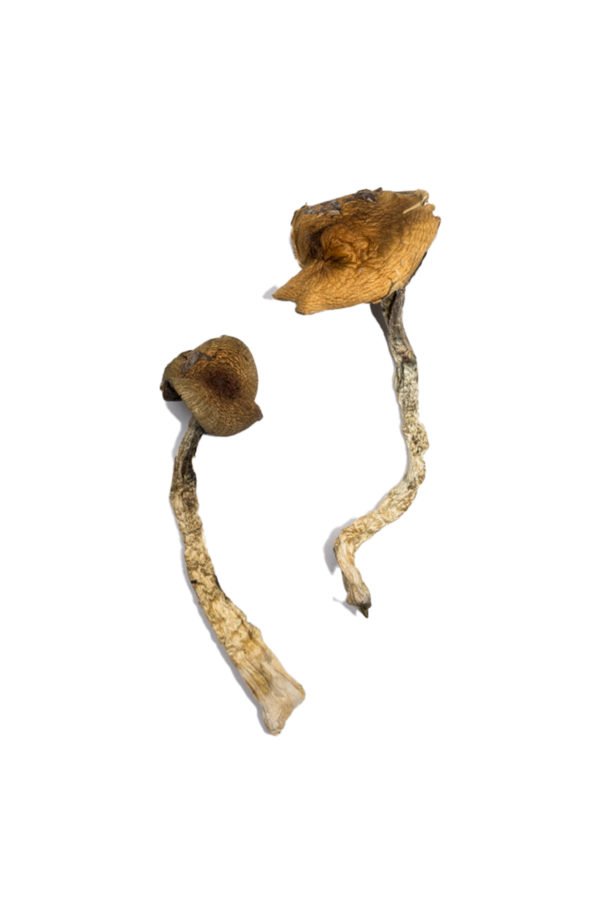 Buy Daddy Long Legs Magic Mushrooms Online