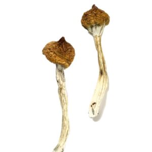Buy Dancing Tiger Magic Mushrooms