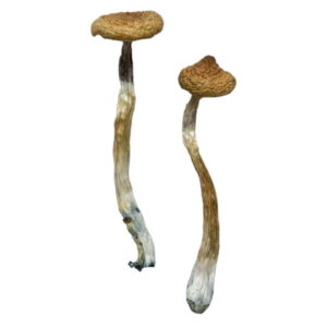 Buy Escondido Magic Mushrooms
