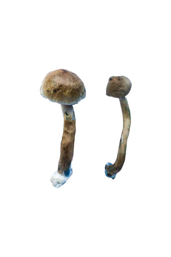 Buy Golden Teacher Magic Mushrooms