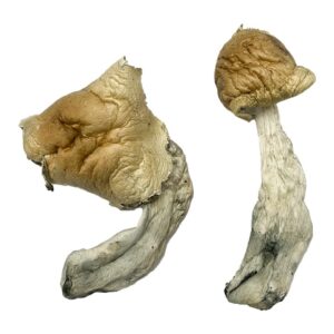 Best Gorlin Magic Mushrooms