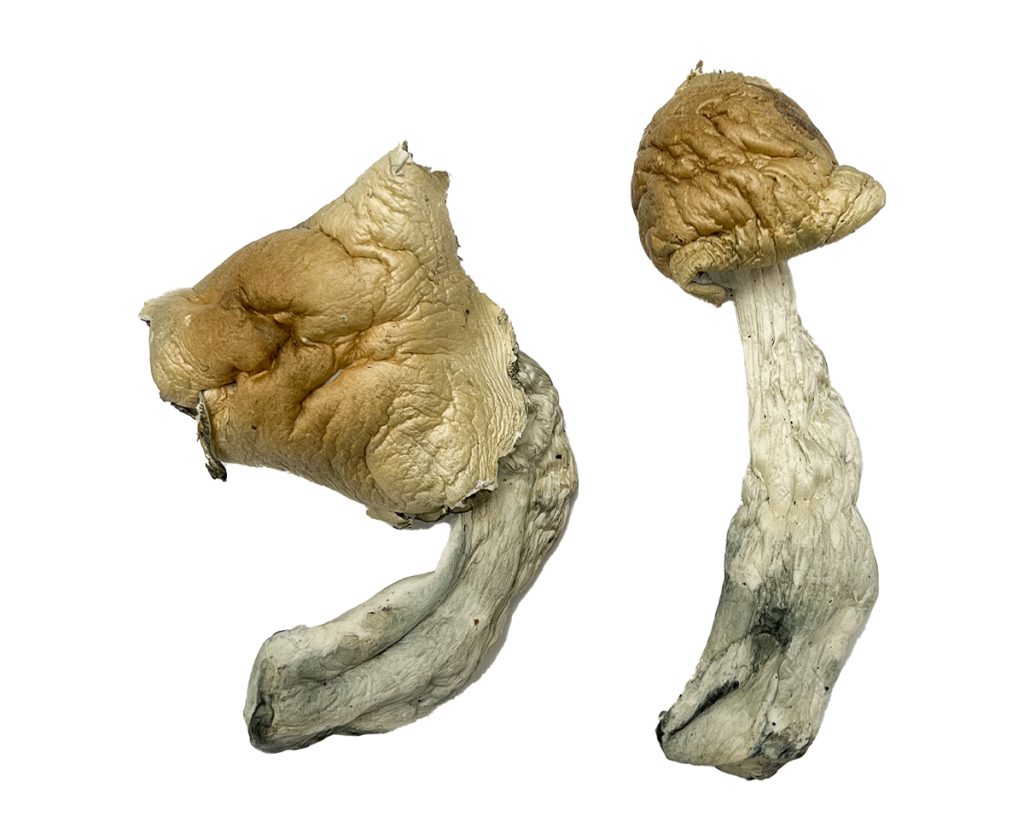 Best Gorlin Magic Mushrooms
