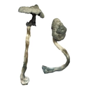 Buy Great White Monster Magic Mushrooms