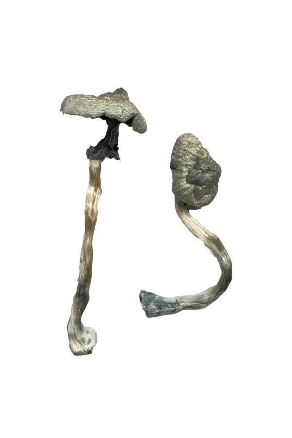 Buy Great White Monster Magic Mushrooms
