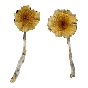 Buy Guadalajara Mexico Magic Mushrooms