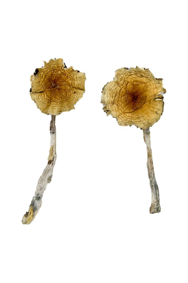 Buy Guadalajara Mexico Magic Mushrooms