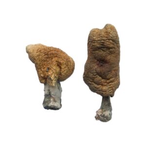 Buy Hawaiian Magic Mushrooms