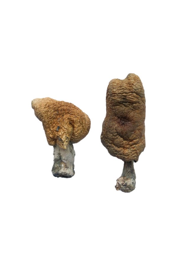 Buy Hawaiian Magic Mushrooms