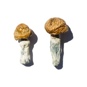 Buy Hero Magic Mushrooms